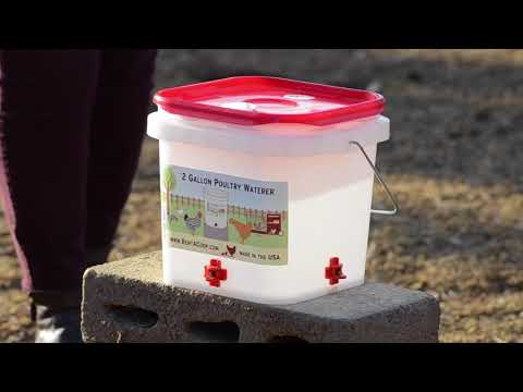 Training Your Chicken To Use Their New Waterer