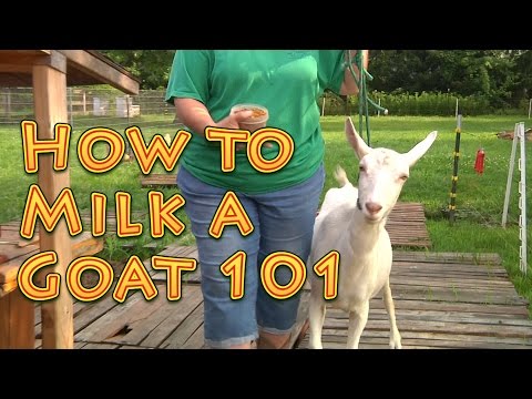 How To Milk A Goat 101: Step by Step and Video Tutorials to Goat Milking 1