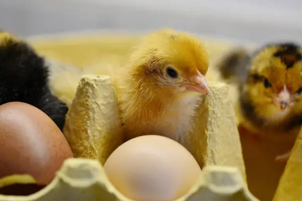 Hints For Hatching And Raising Chickens Out Of Eggs