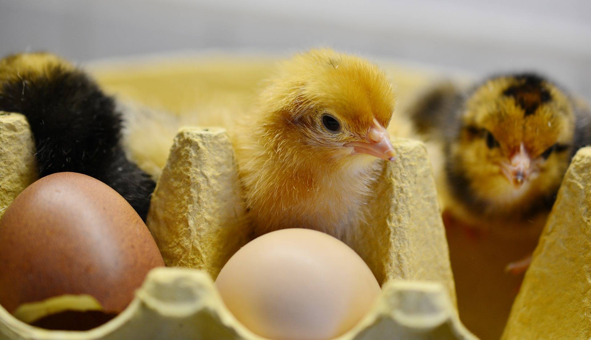 Hatching Eggs : The 5 Most Important Hints & Tips To Follow