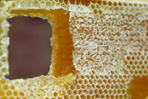 The Basics of Harvesting The Honey: How to collect Honey 1