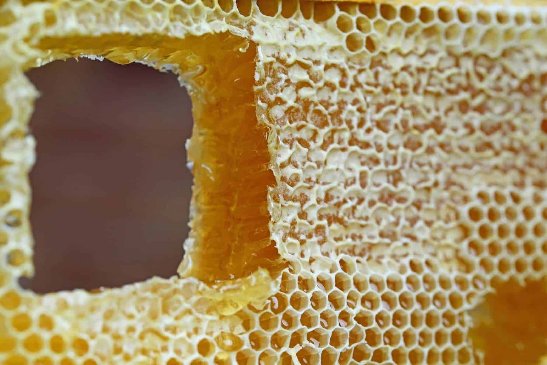 The Basics Of Harvesting The Honey How To Collect Honey Urban why-do-bears-like-honey-bear-facts-fascinating-facts-8-why
