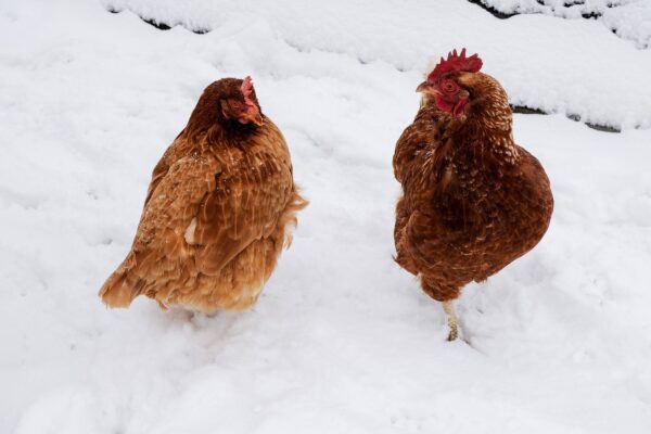 Raising Chicken - Precautions During Winter And Summer