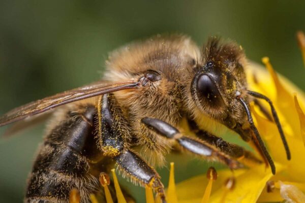 Important Facts about Bees Biology 