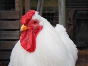 Cornish Cross - Chicken Raising for MEat