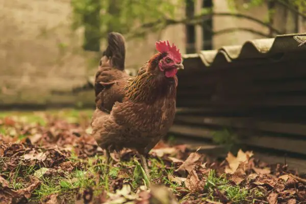 Top 5 Advantages of BackYard Chickens Raising