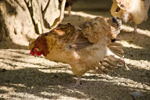 All About Backyard Chickens Salmonella: Infections & Precautions 1