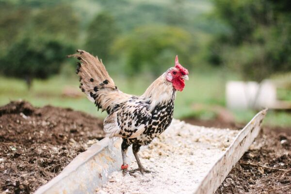 All What you need to know to Chicken Feeder & Waterer