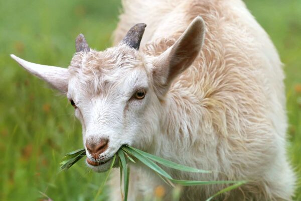 Top 10 Information about Goats to Know : The Normal Goat Standard