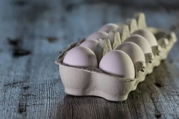 Raising Chickens For Eggs Videos