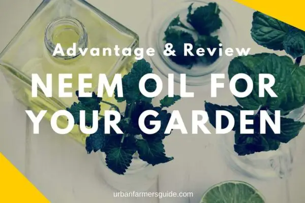 The Advantages of using Neem Oil for Your Garden (1)