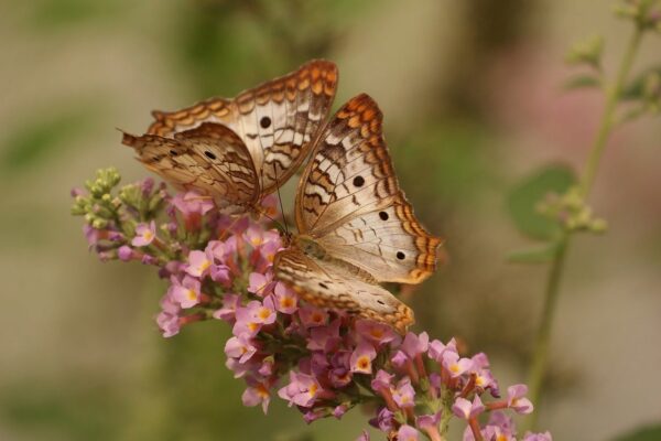 The Introduction Guide to Butterfly Gardening