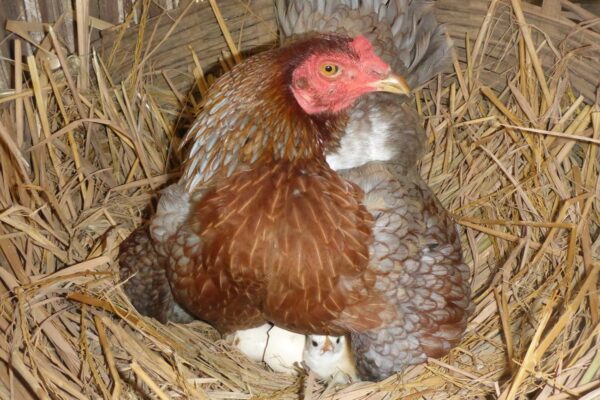 The Top 5 Incubators for Hatching Chicken Eggs