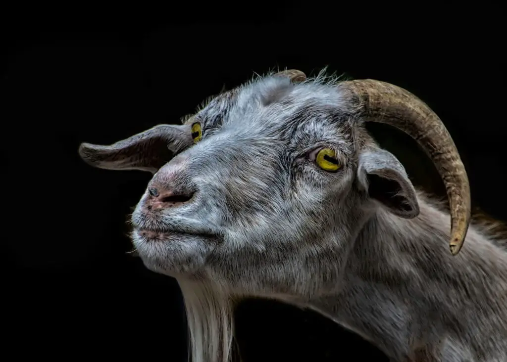 The Most common Goats Condition and Illness & How to take care of them