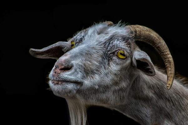The Most common Goats Condition and Illness & How to take care of them