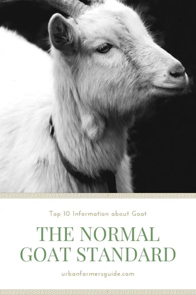 Top 10 Information about Goats to Know _ The Normal Goat Standard Pinterest