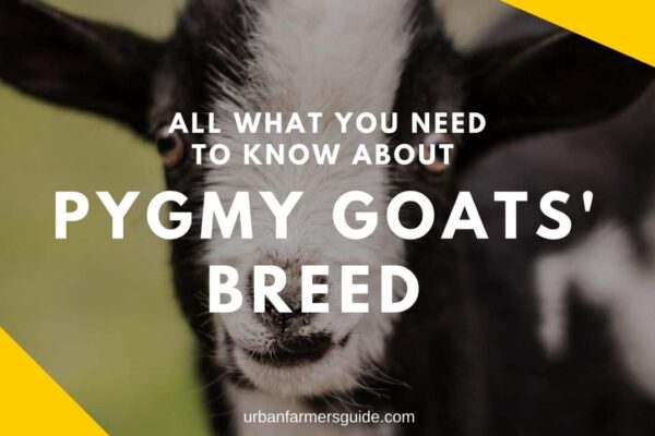 All what you need to know about Pygmy Goats