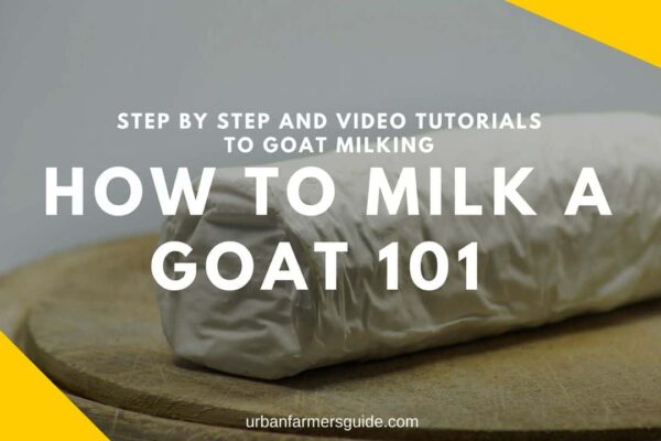 HOW TO MILK A GOAT 101
