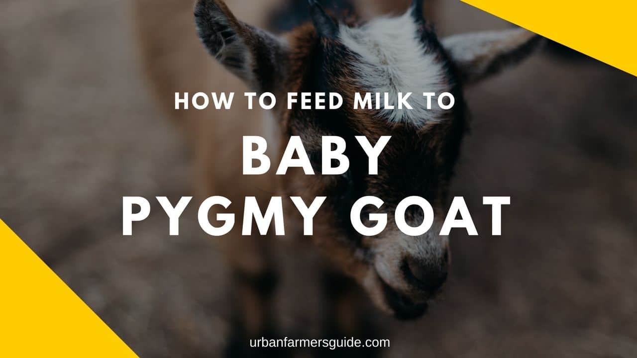 Baby Pygmy Goat Feeding And Care Guide Urban Farming Guide