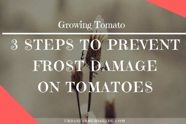 3 Steps to Prevent Frost Damage on Tomatoes