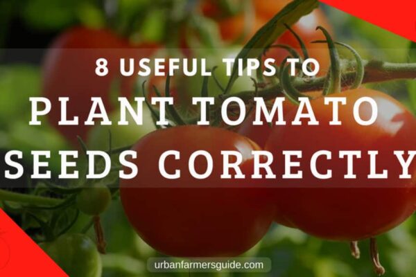8 Useful Tips to Plant Tomato Seeds Correctly