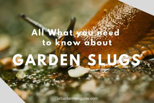 All What you need to know about Garden Slugs