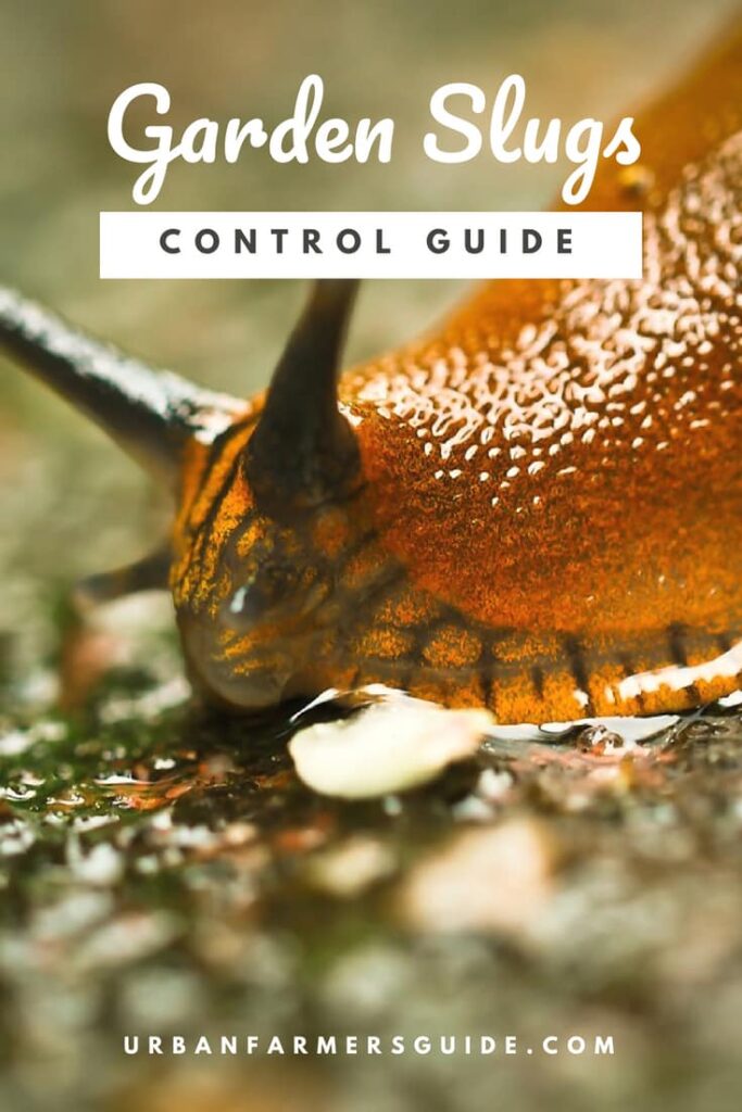 All What you need to know to Control Garden Slugs Pinterest