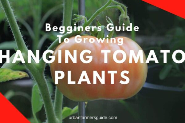 Begginers Guide To Growing Hanging Tomato Plants