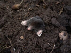 Garden Pest Moles