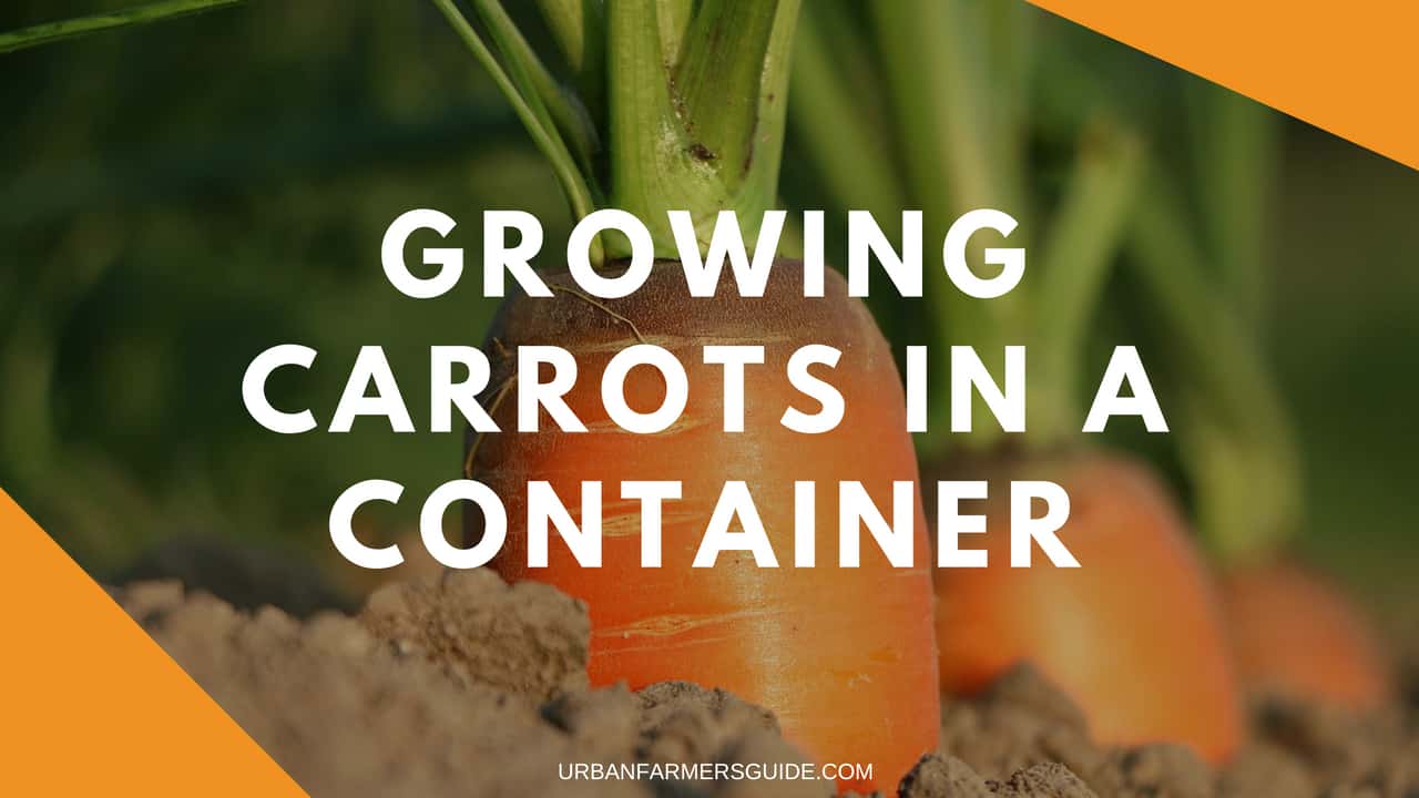 How To Grow Carrots In A Container And Top 3 Grow Bags