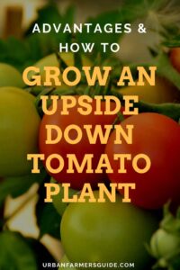 Grow Tomatoes Upside Down in 5 easy Steps and Advantages – Urban ...