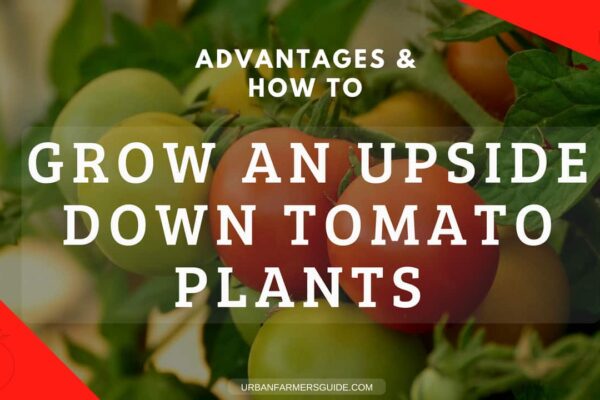 How to Grow an Upside Down Tomato Plant _ (Advantages)