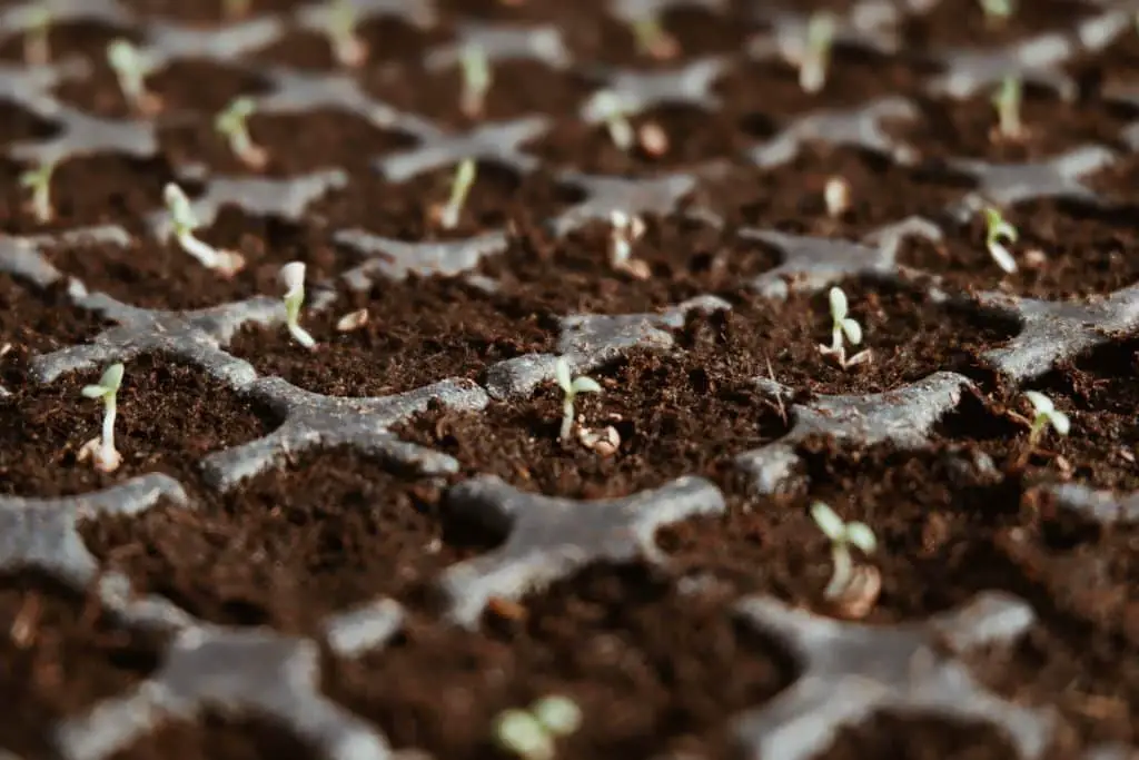 How to Make an Organic Garden - Step 5 Seeds