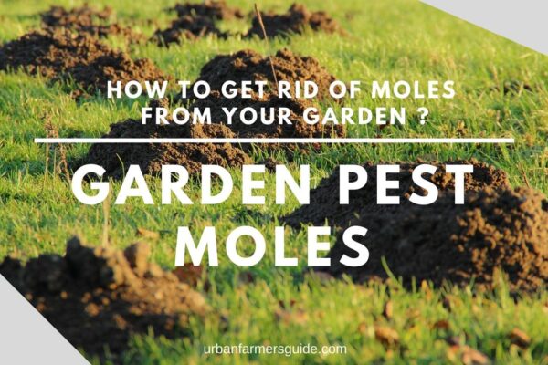 How to get Rid of Moles from your Garden _ (Garden Pest Moles) (1)