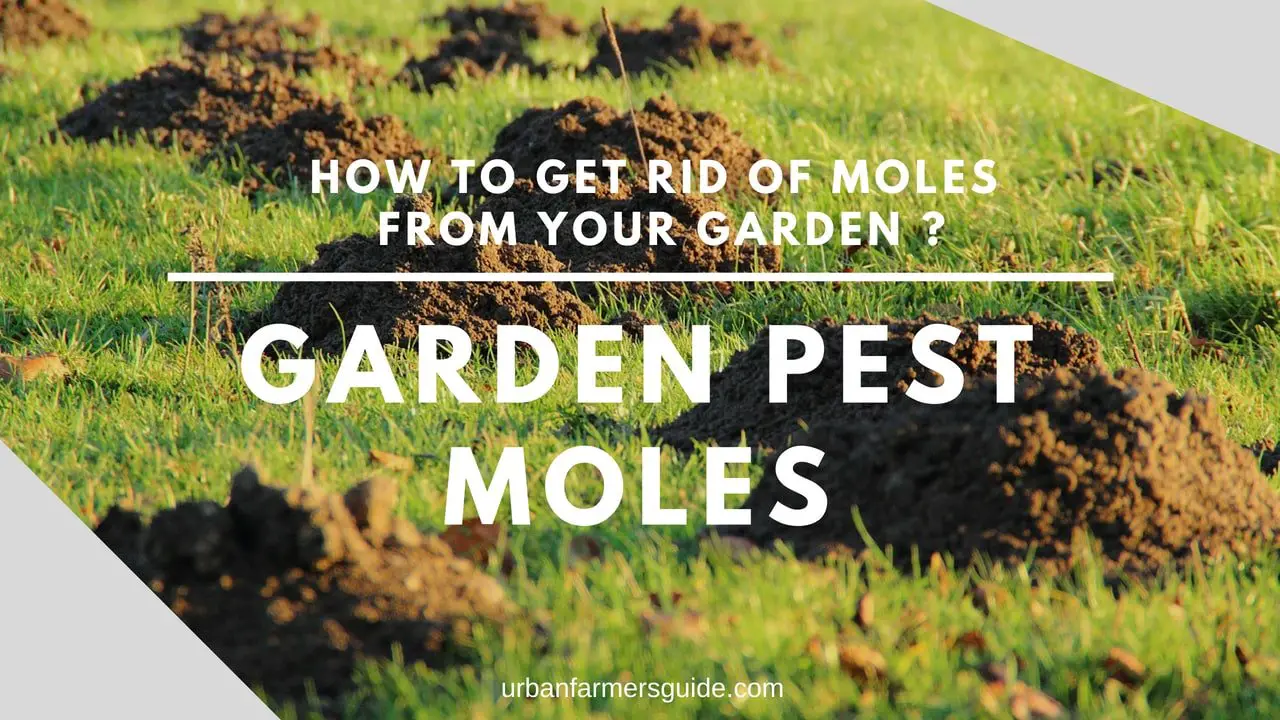 How to get Rid of Moles from your Garden