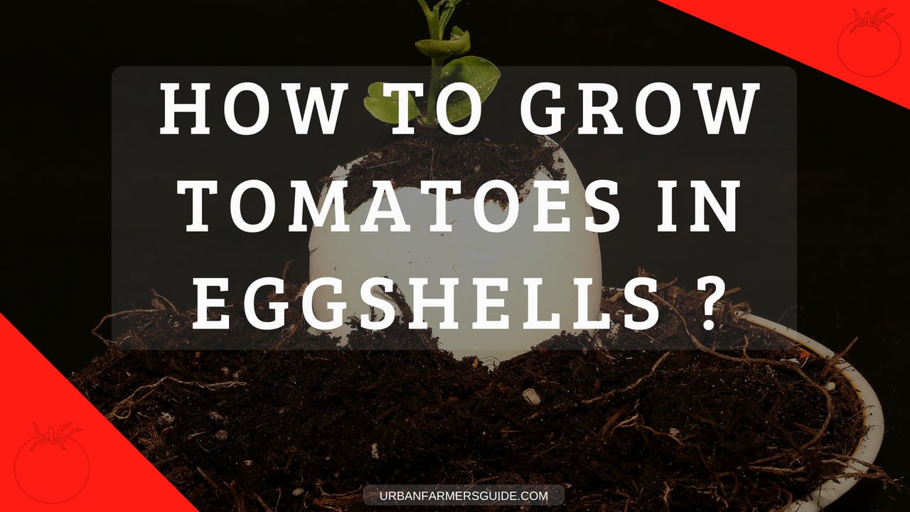Tomatoes In Eggshells Benefits And How To Do It