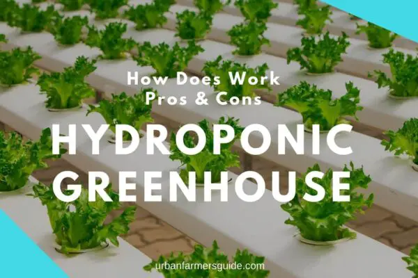 Hydroponic Greenhouse_ How Does Work, Pros & Cons