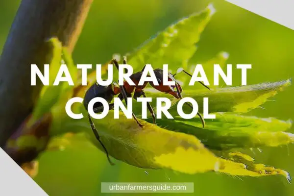 Natural Ant Control