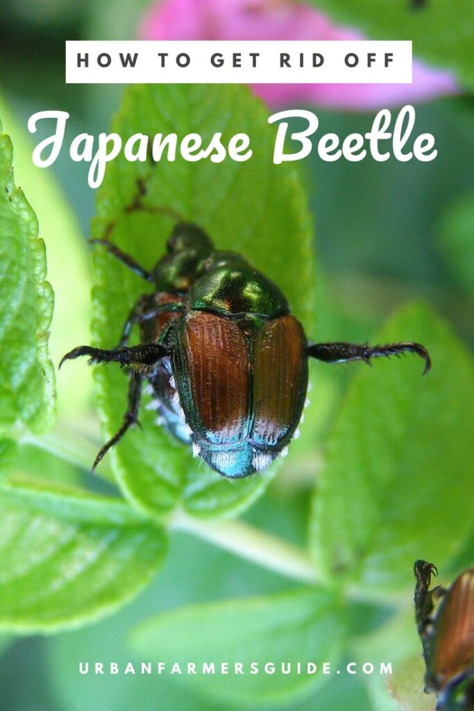 The Different Methods for Japanese Beetle Control Pinterest