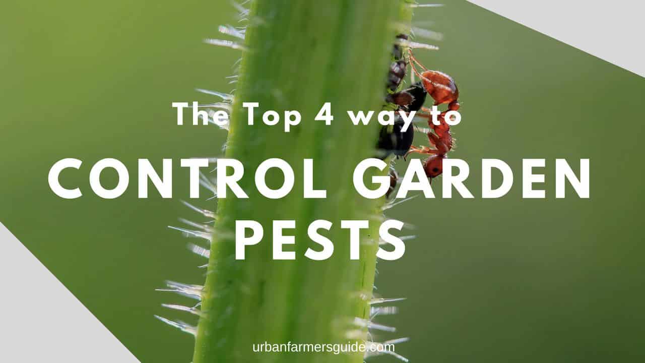 The Top 4 Way To Control Garden Pests (Naturally & Chemical)