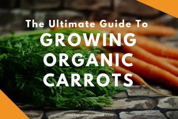 The Ultimate Guide To Growing Organic Carrots