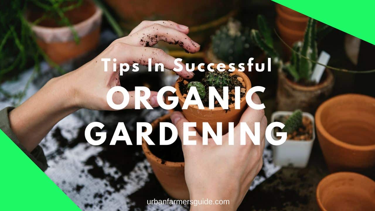 Tips In Successful Organic Gardening