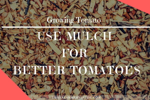 USE MULCH FOR BETTER TOMATOES