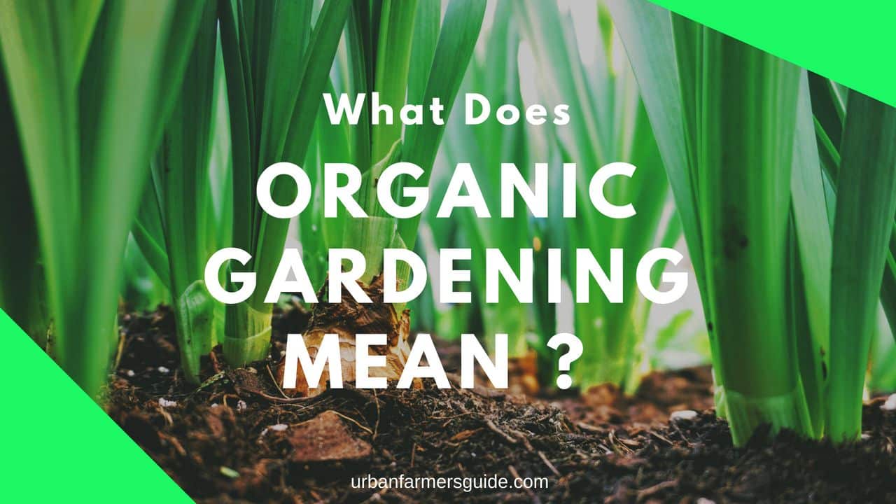 what-does-organic-gardening-mean-urban-farming-guide