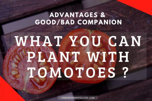 What you can Plant with Tomotoes _ Companion Planting Tomatoes