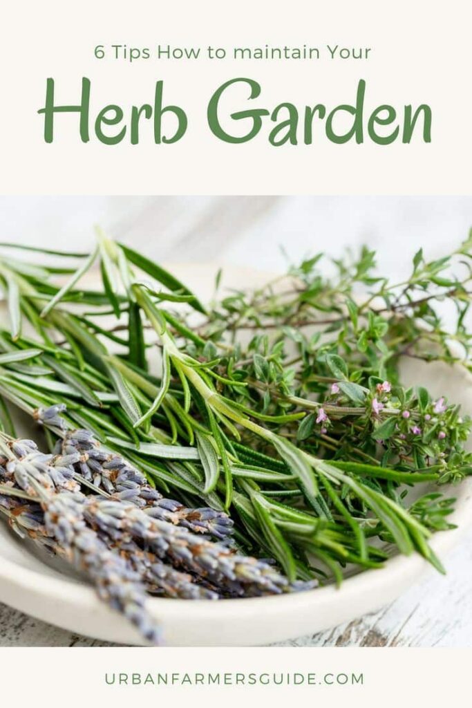 6 Tips How to maintain Your Herb Garden Pinterest