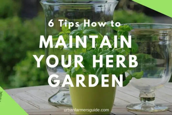6 Tips How to maintain Your Herb Garden