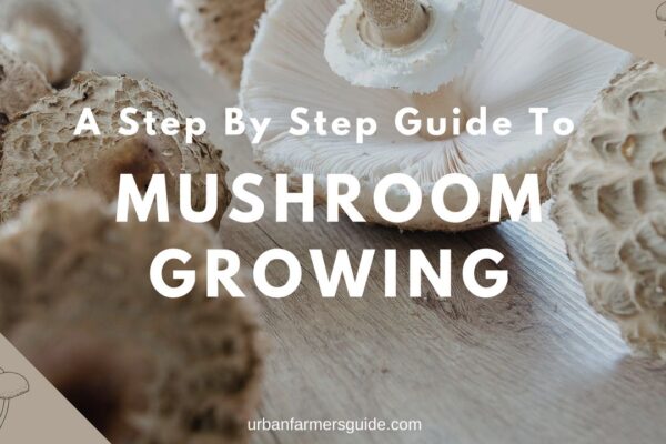 A Step By Step Guide To Mushroom Growing