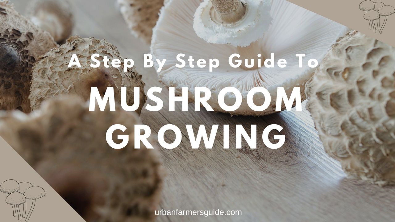 Mushroom Growing: The 4 Easy Steps To Succeed