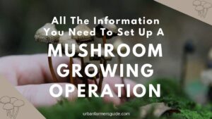 All The Information You Need To Set Up A Mushroom Growing Operation